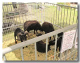 Les chèvres de la ferme de pentecôte